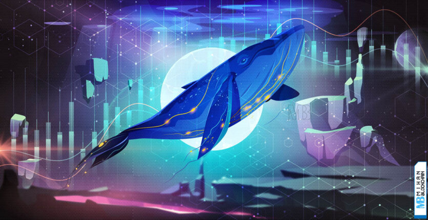 نهنگ ارز دیجیتال کیست
