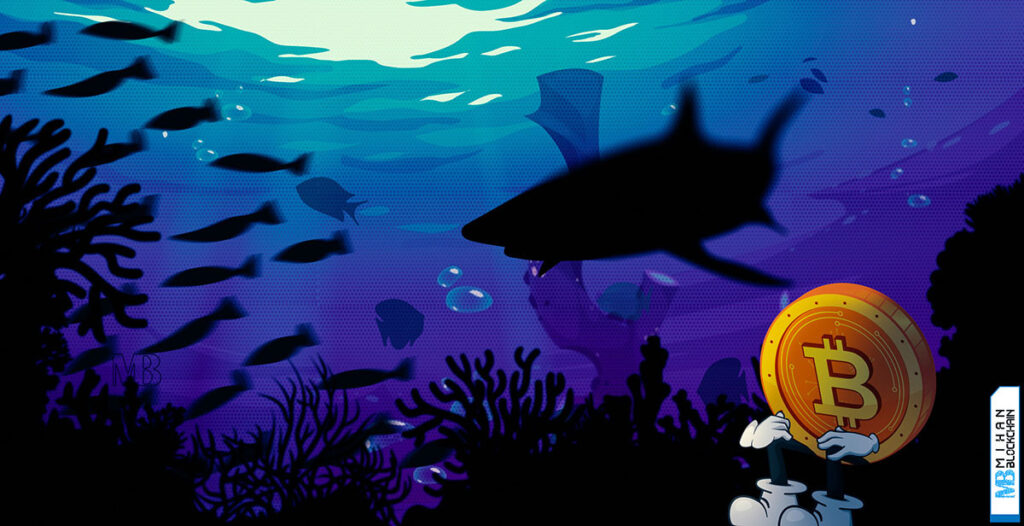 اثر کت فیش چیست و چه تاثیری بر بازار کریپتو دارد میهن بلاکچین