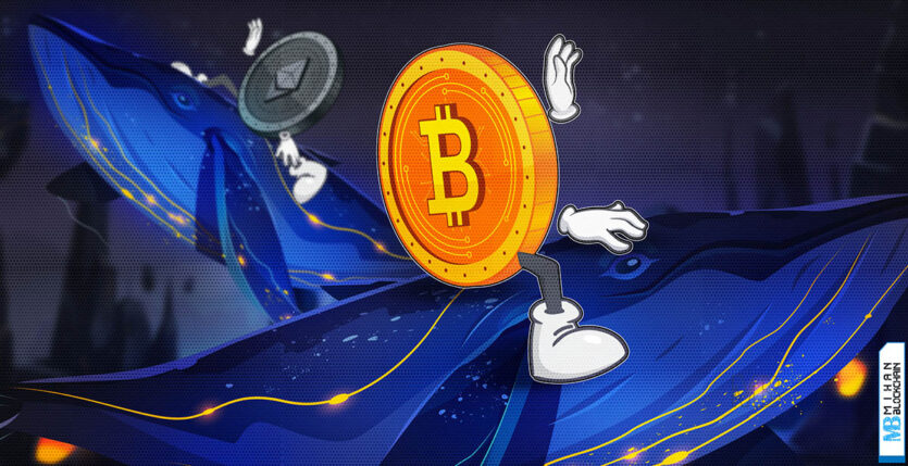 نهنگ بیت کوین و اتریوم BTC ETH whales