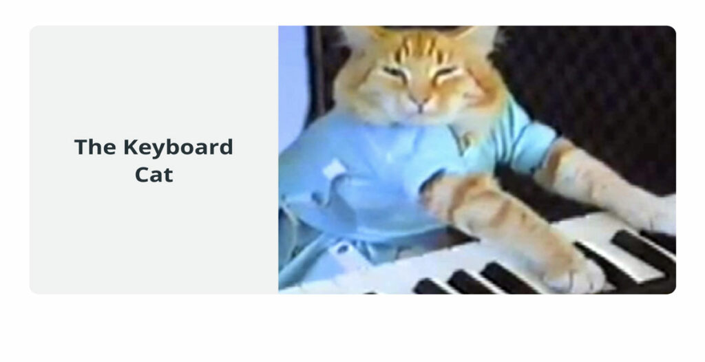 میمThe Keyboard Cat چیست 