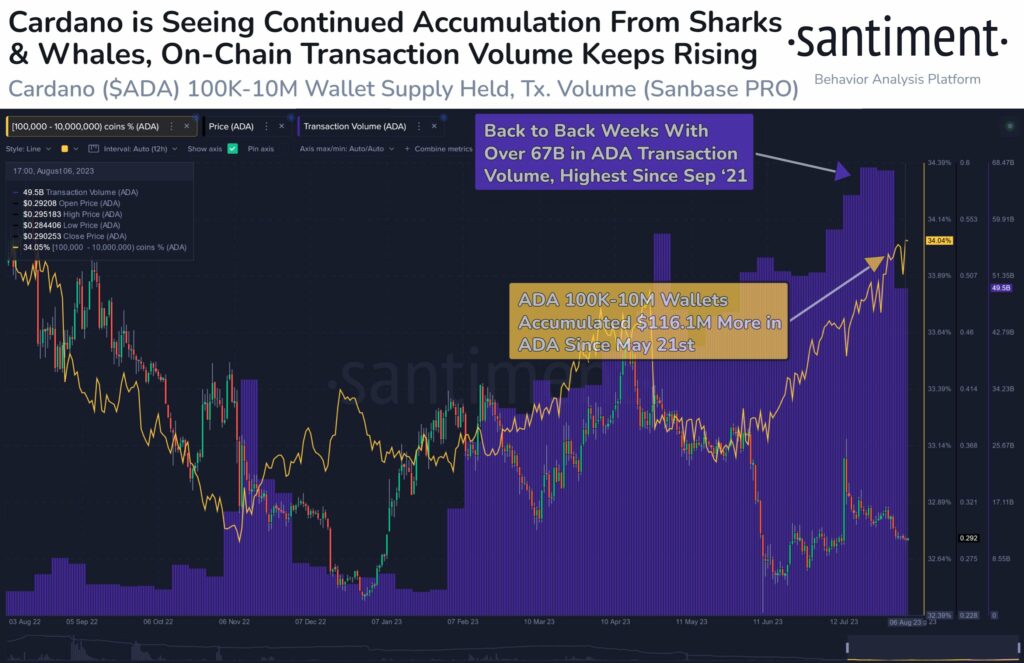 نمودار فعالیت نهنگ‌های کاردانو در ماه‌های اخیر - منبع: Santiment