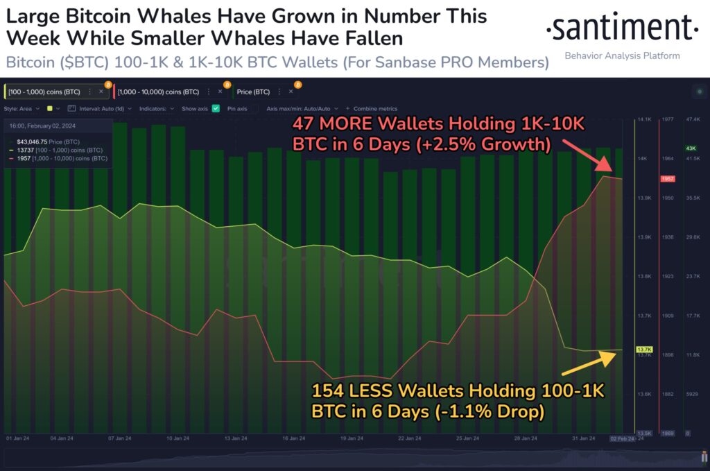 وضعیت کیف پول نهنگ‌ها - منبع: Santiment/X